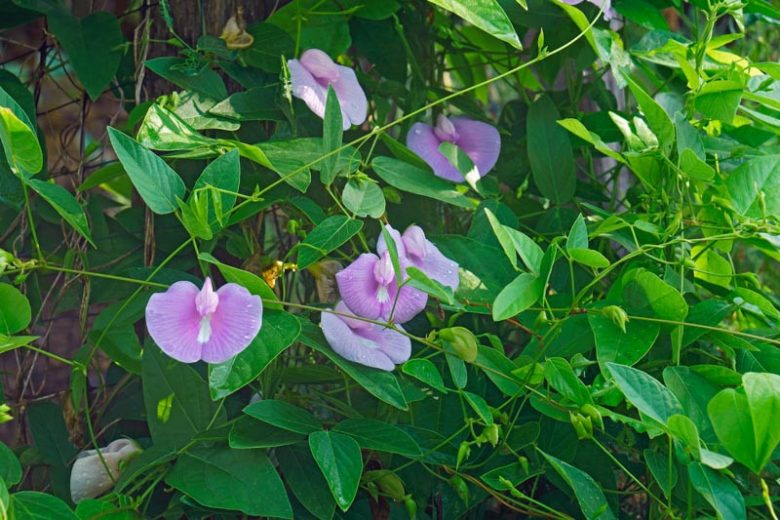 Centrosema virginianum,Spurred Butterfly Pea, Butterfly Pea, Bradburya virginiana, Centrosema virginianum var. ellipticum, Purple Flowers, Perennial flowers