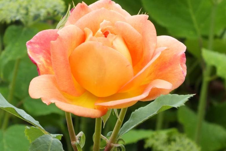 Rose 'Lady of Shalott', Rosa 'Lady of Shalott', English Rose 'Lady of Shalott', David Austin Rose, English Roses, Shrub roses, yellow roses