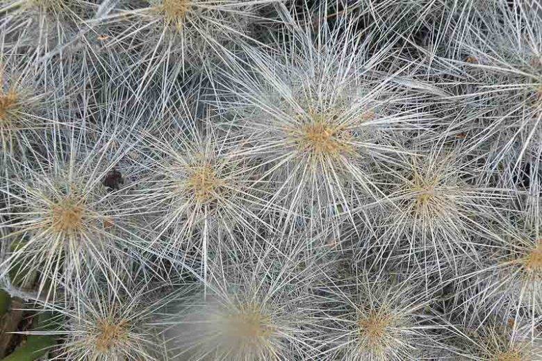 Echinocereus stramineus, Strawberry Hedgehog Cactus, Pitaya, Straw-Colored Hedgehog, Spiny Hedgehog Cactus, Purcuspine Hedgehog-Cactus, Strawberry Cactus, Purple Flowers