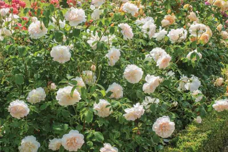 Rosa Lichfield Angel, Rosa Lichfield Angel, English Rose Lichfield Angel, David Austin Rose, English Rose, Fragrant roses, Shrub roses, white roses, creamy roses