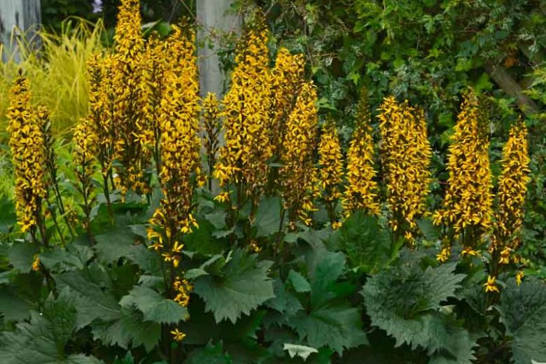 Ligularia 'Britt Marie Crawford', Leopard Plant 'Britt Marie Crawford', Perennials, Yellow Flowers