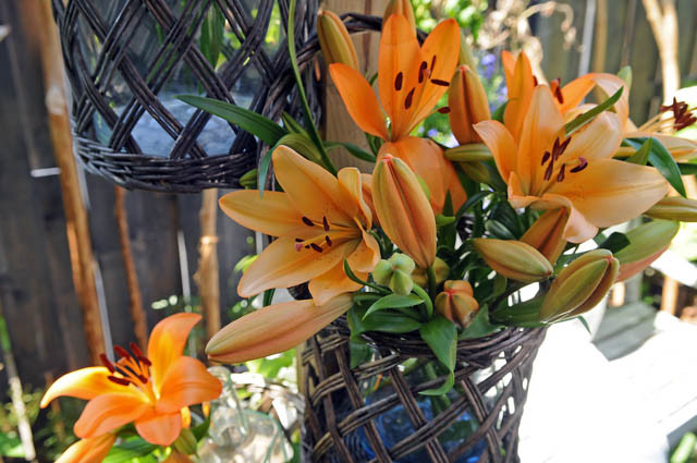Lilium 'Brunello', Lily 'Brunello', Asiatic Lily 'Brunello', Asiatic Hybrids, Asiatic Lilies, Orange Lilies, Fragrant lilies, Lily flower, Lily Flower