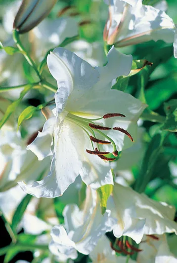 Lilium 'Casa Blanca', Lily 'Casa blanca', Oriental lily 'Casa blanca', Lilium 'Casa Blanca', Summer flowering Bulb, mid summer lilies, late summer lilieswhite lilies, Award lilies