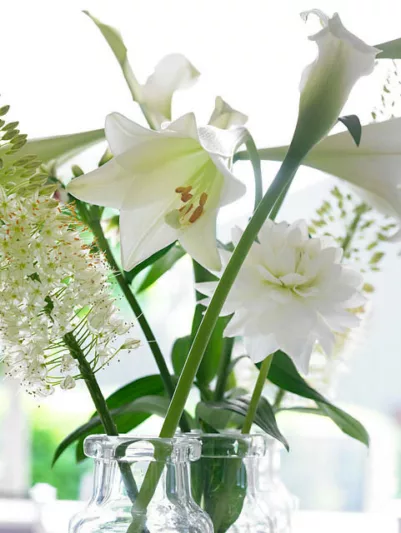 Lilium Longiflorum 'White Heaven' ,Lily 'White Heaven', Trumpet Lily 'White Heaven', Lilium 'White Heaven', Longiflorum Lilies, White Lilies, Fragrant Lilies, Lily flower, Lily Flower