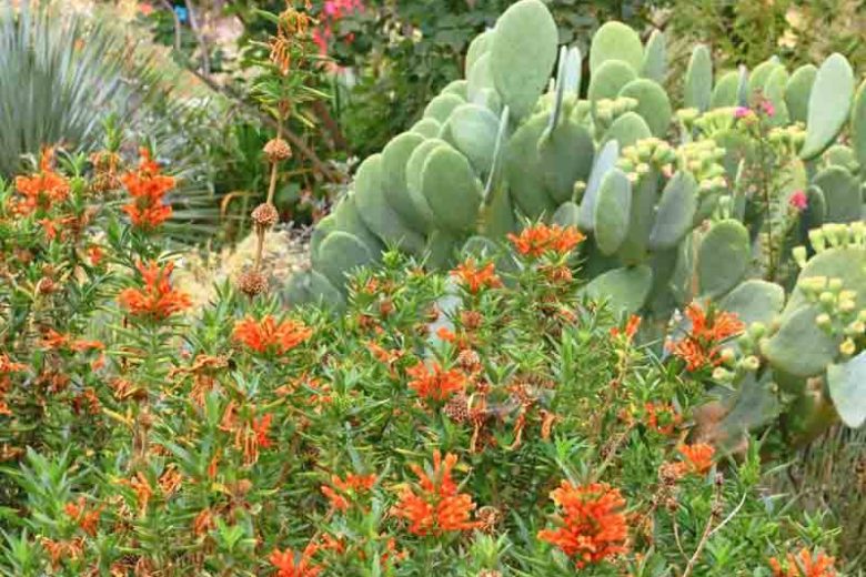 Leonotis leonurus,Lion's Tail, Lion's Ear, Wild Dagga, Phlomis leonurus, Mediterranean shrubs, Evergreen Shrubs, Red flowers, Orange flowers, drought tolerant flowers