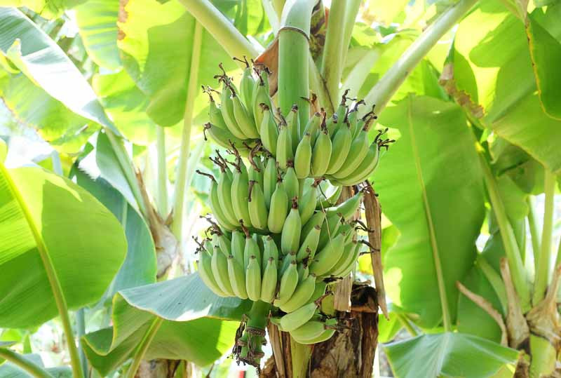 Musa, Banana, Cavendish Banana, Hardy Banana, Pink Banana, Scarlet Banana, Japanese Banana, Flowering Banana