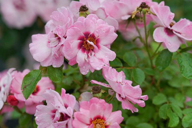 Rose Ringo Double Pink, Rosa Ringo Double Pink, Ringo Double PinkRose, Shrub Roses, Rose bushes, Garden Roses, Rosa 'ChewDelight', Pink Roses, Pink Flowers, Groundcover Rose,
