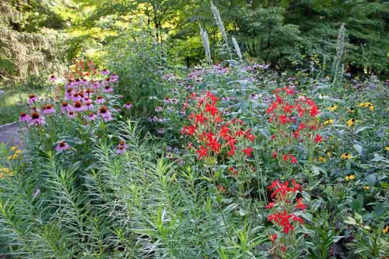 Silene regia, Royal Catchfly, Campion, Indian Fire Pink, Red flowers, Drought tolerant plants