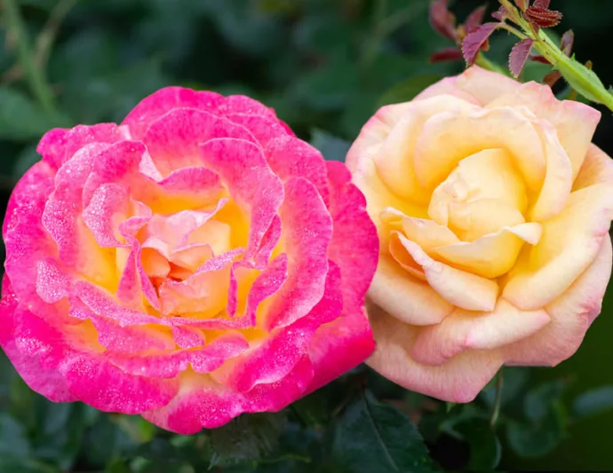 Rosa Enchanted Peace™, Rose Enchanted Peace™, Rosa 'MEIzoloi', Hybrid Tea Roses, Shrub Roses,  Pink roses, Pink Hybrid Tea Roses,  Pink Landscape Roses
