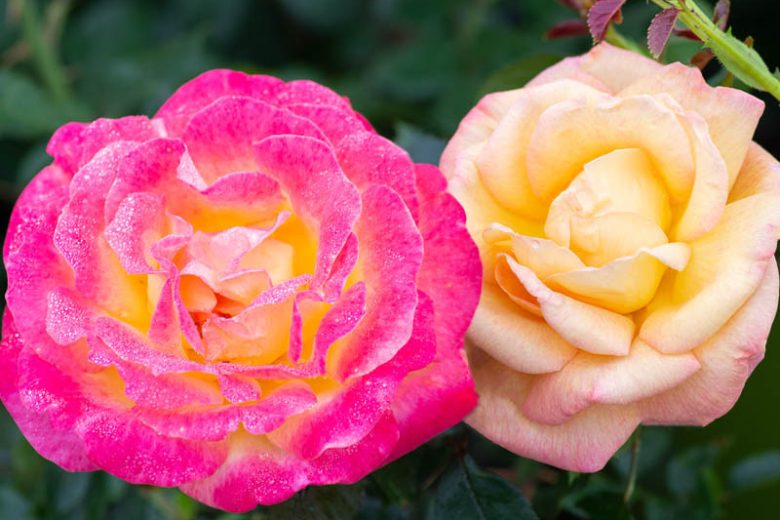 Rosa Enchanted Peace™, Rose Enchanted Peace™, Rosa 'MEIzoloi', Hybrid Tea Roses, Shrub Roses,  Pink roses, Pink Hybrid Tea Roses,  Pink Landscape Roses