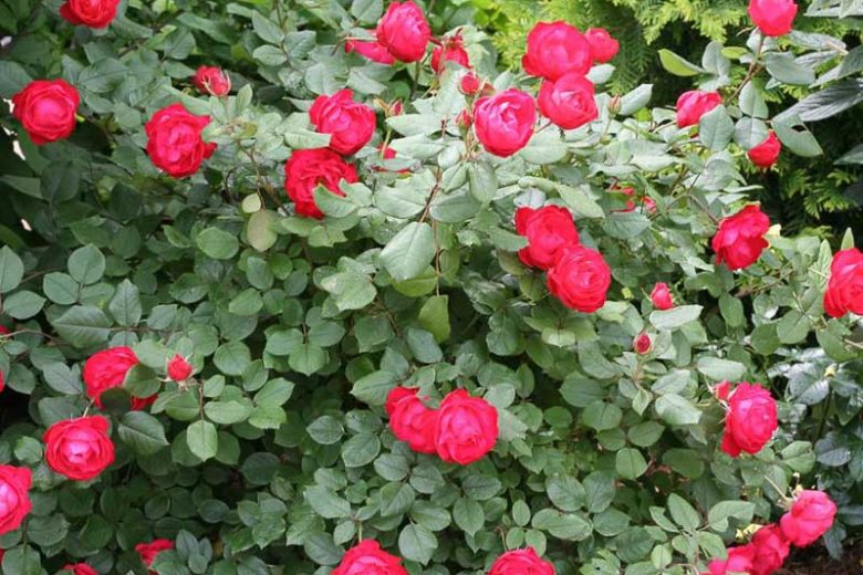 Rose Oso Easy Double Red, Rosa Oso Easy Double Red, Oso Easy Double Red Rose, Shrub Roses, Rose bushes, Garden Roses, Rosa 'Meipeporia', Red Roses, Red Flowers, Groundcover Rose