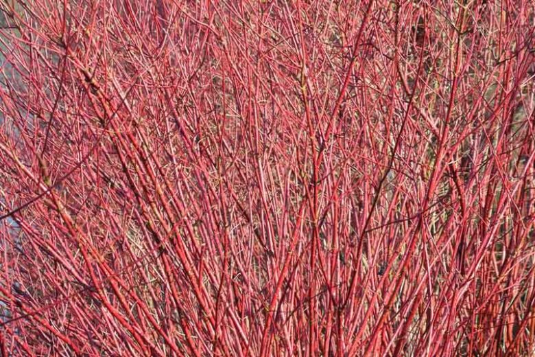 Cornus Sericea, Red Osier Dogwood, Red-Osier Dogwood, RedOsier Dogwood, Red Willow, Redstem Dogwood, Redtwig Dogwood, Red-Rood, American Dogwood, Creek Dogwood, Western Dogwood, Cornus stolonifera, Swida sericea, Deciduous Shrubs, Foliage, Fall color, Winter color, shrub with berries
