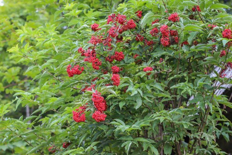 Sambucus racemosa, Red Elderberry, European Red Elder, Red-Berried Elder, Scarlet Elderberry, Shrub with Berries,