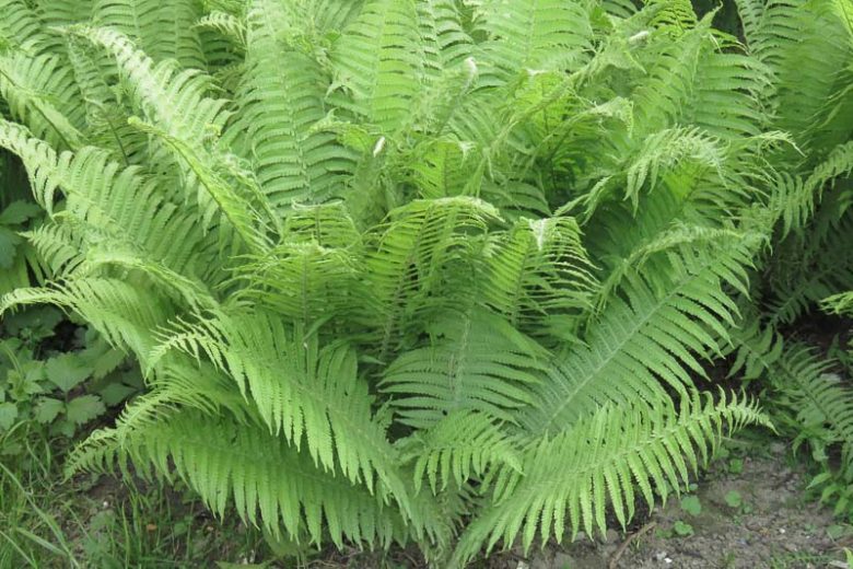 Athyrium Filix-Femina, Female Polypody, Lady Fern, Shade plants, shade perennial, plants for shade, plants for wet soil