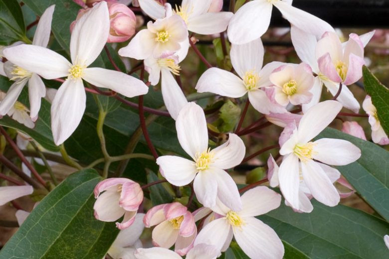 Clematis Apple Blossom, White Clematis, Evergreen Clematis, Clematis armandii 'Apple Blossom'', group 1 clematis, fragrant clematis, scented clematis, White clematis, disease resistant clematis