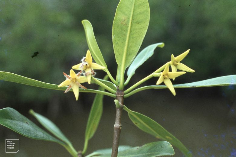 Rhizophora mangle, Red Mangrove, Florida Native Shrub, Florida Native Tree, Evergreen Shrub, Evergreen Tree