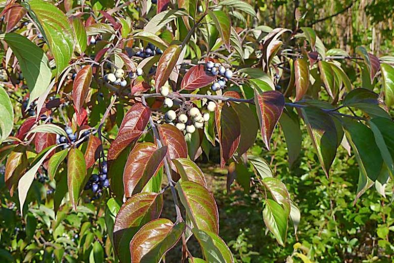 Cornus amomum, Silky Dogwood, Red Willow, Silky Cornel, Swida amomum, Deciduous Shrubs, Foliage, Fall color, winter stems, Berries