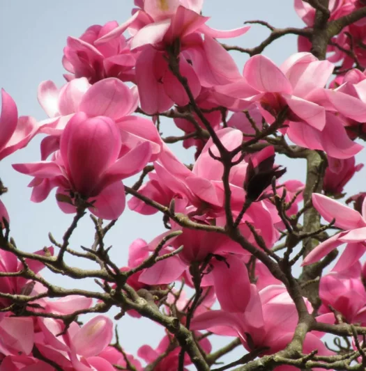 Magnolia sprengeri var. diva 'Copeland Court', Copeland Court Magnolia, Sprenger's Magnolia 'Copeland Court', Pink magnolia, Winter flowers, Spring flowers, Pink flowers, fragrant trees, fragrant flowers