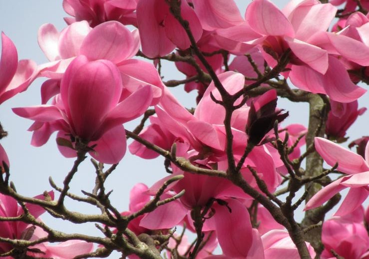 Magnolia sprengeri var. diva 'Copeland Court', Copeland Court Magnolia, Sprenger's Magnolia 'Copeland Court', Pink magnolia, Winter flowers, Spring flowers, Pink flowers, fragrant trees, fragrant flowers