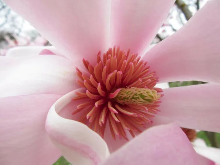 Magnolia sprengeri var. diva 'Diva', Diva Magnolia, Sprenger's Magnolia 'Diva', Pink magnolia, Winter flowers, Spring flowers, Pink flowers, fragrant trees, fragrant flowers