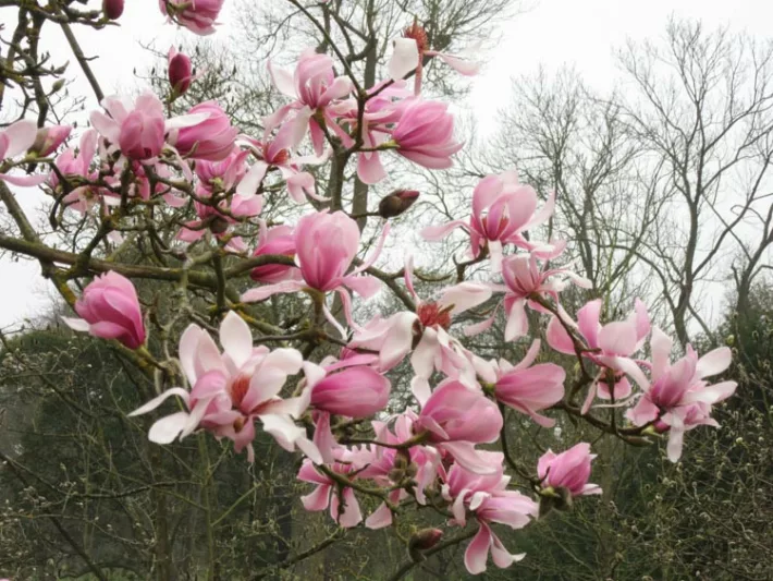 Magnolia sprengeri var. diva 'Diva', Diva Magnolia, Sprenger's Magnolia 'Diva', Pink magnolia, Winter flowers, Spring flowers, Pink flowers, fragrant trees, fragrant flowers