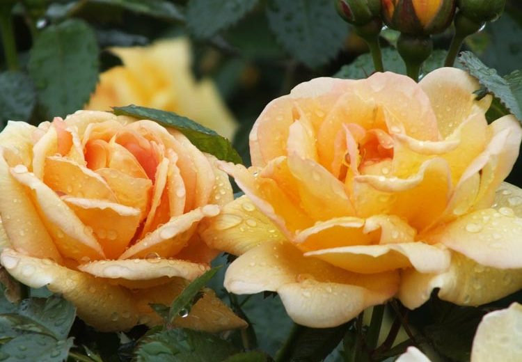 Rose Maigold, Rosa 'Maigold', Rosa 'Maigold', Climbing Pimpinellifolia Hybrid Roses, Yellow roses, shrub roses, Rose Bushes, Garden Roses, very fragrant roses, Favorite roses