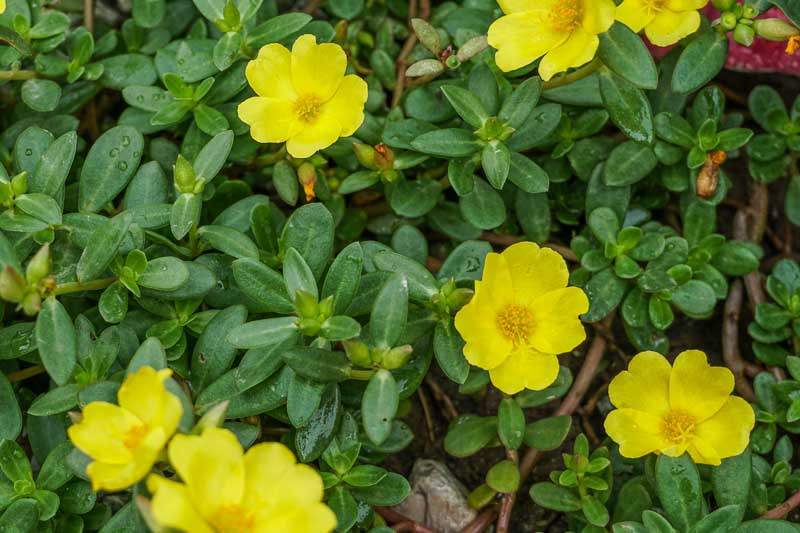 Portulaca oleracea, Purslane, Garden Purslane, Little Hogweed, Pusley, Wild Portulaca, Pourpier, Verdolaga, Annuals, Vegetables, Weeds