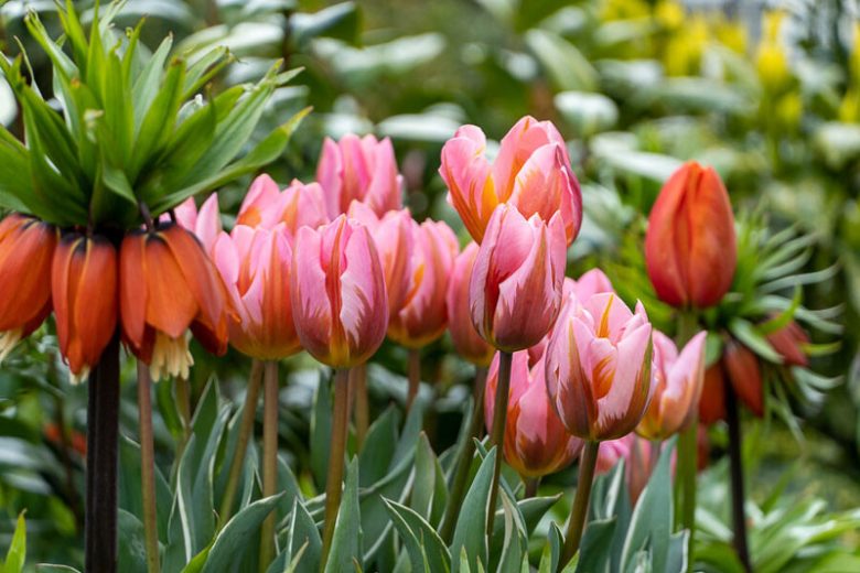 Tulipa 'Pretty Princess',Tulip 'Pretty Princess', Triumph Tulip 'Pretty Princess', Triumph Tulips, Spring Bulbs, Spring Flowers, Tulipe Pretty Princess, Orange Tulip