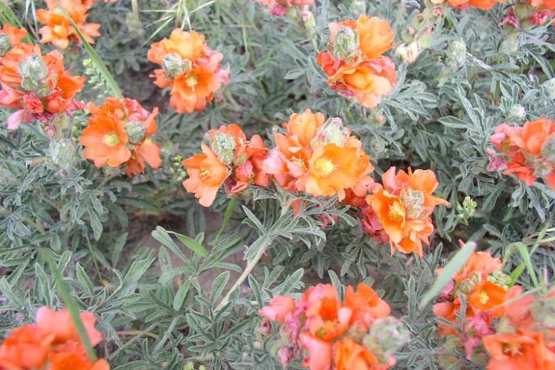 Sphaeralcea coccinea, Scarlet Globemallow, Caliche Globemallow, Copper Mallow, Prairie Mallow, Orange Flowers