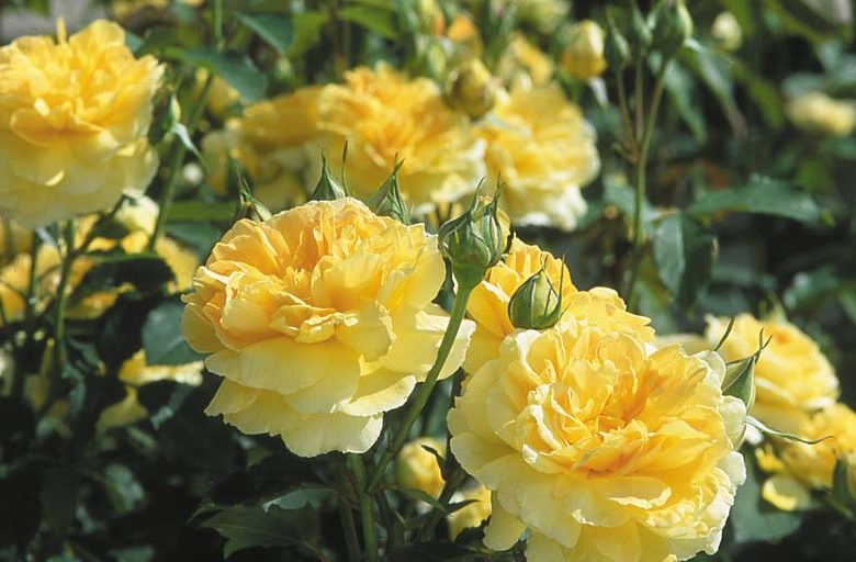 Rose Molineux, Rosa Molineux, English Rose Molineux, David Austin Roses, English Roses, Yellow roses, shrub roses, Rose Bushes, Garden Roses, very fragrant roses, Favorite roses