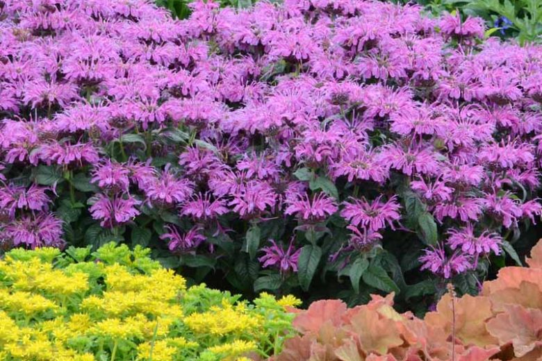 Monarda 'Leading Lady Plum',Bee Balm 'Leading Lady Plum', Bergamot 'Leading Lady Plum', Purple Monarda, Purple Bee Balm, Purple Flowers