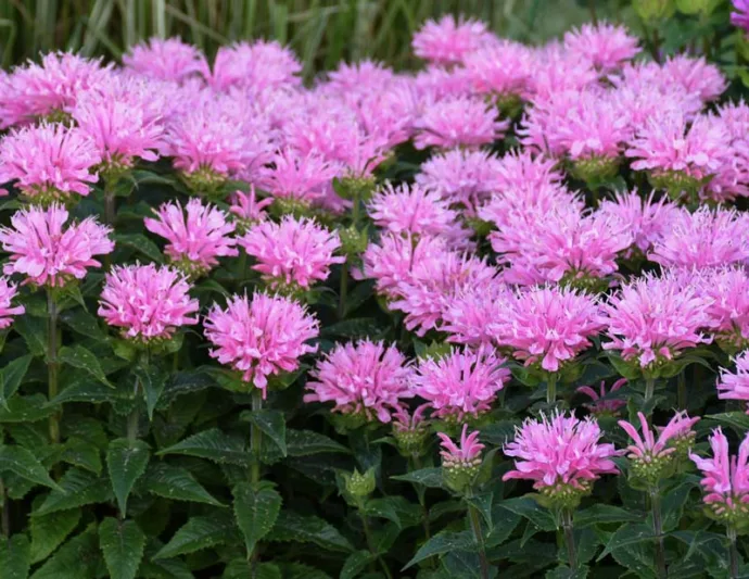 Monarda 'Pink Frosting',Bee Balm 'Pink Frosting', Bergamot 'Pink Frosting', Pink Monarda, Pink beebalm, Pink flowers