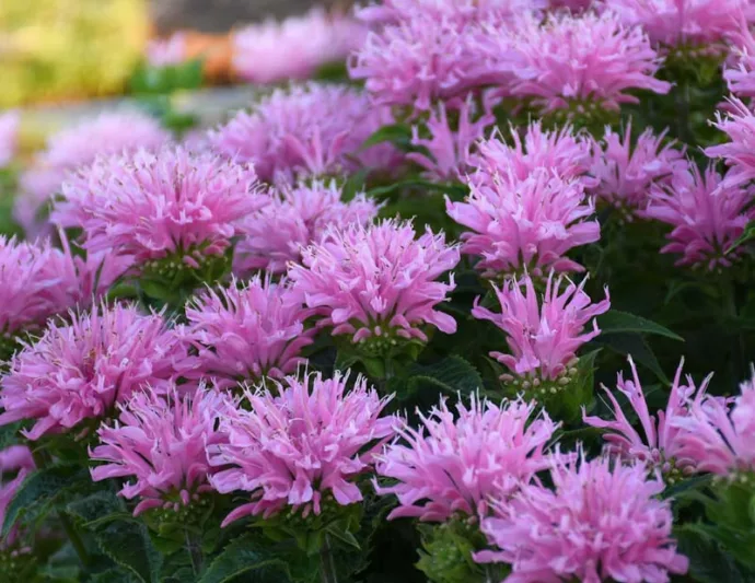 Monarda 'Pink Frosting',Bee Balm 'Pink Frosting', Bergamot 'Pink Frosting', Pink Monarda, Pink beebalm, Pink flowers