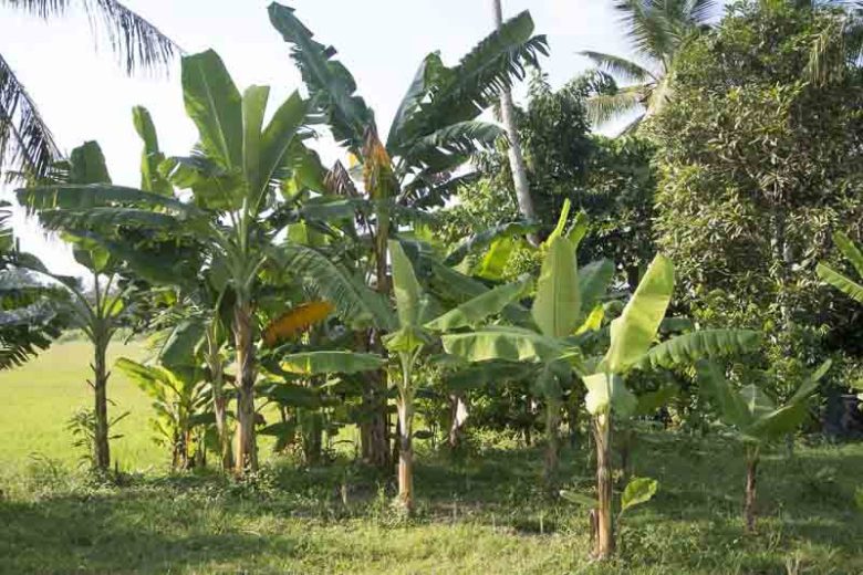 Musa acuminata, Banana, Commercial Banana, Cavendish Banana, Tropical Tree, Tropical Shrub
