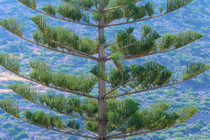 Araucaria, Norfolk Island Pine, House Pine, Araucaria heterophylla, Monkey Puzzle, Money Puzzle Tree, Chile Pine, Araucaria araucana