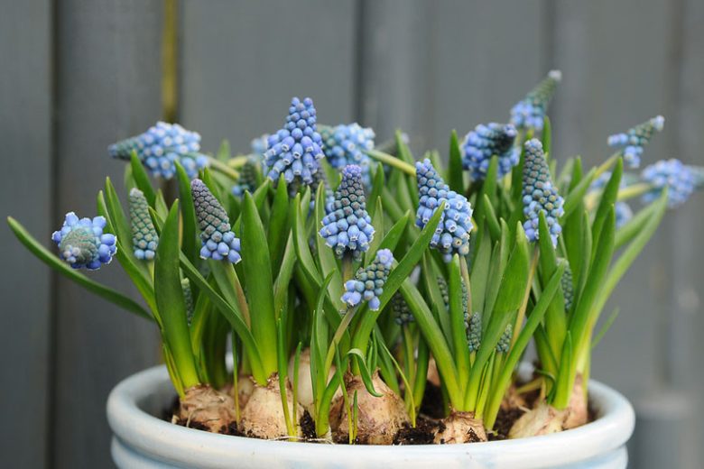 Muscari Aucheri, Muscari Blue Magic, Grape Hyacinth 'Blue Magic', Spring Bulbs, Spring Flowers, blue spring bulbs, Blue early spring bulbs, blue mid spring bulbs
