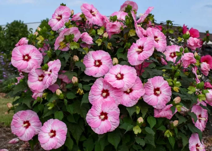 Hibiscus 'Spinderella', Rose Mallow 'Spinderella', Shrub Althea 'Spinderella', Summerific Collection, Flowering Shrub, Pink flowers, Pink Hibiscus