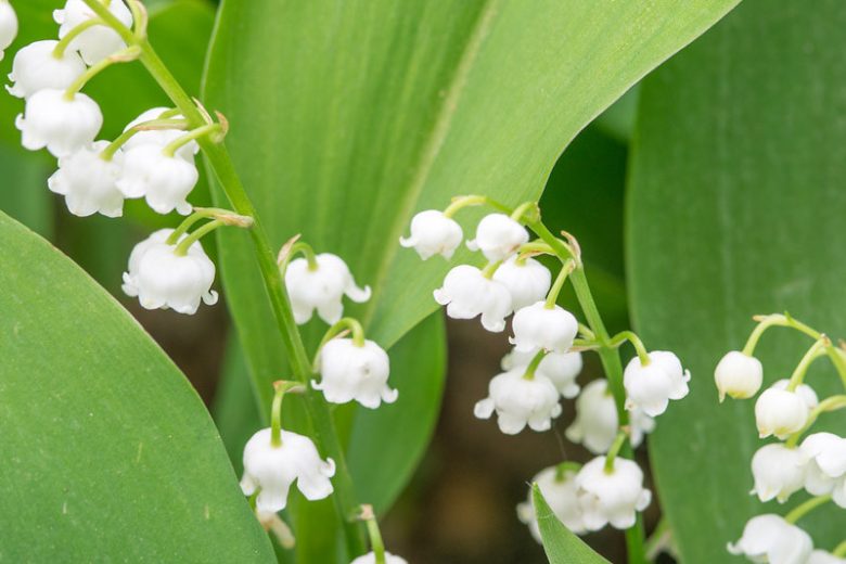 Convallaria Majalis, Lily of the Valley, Conval Lily, Word Lily, Mayflower, Mugget, Liriconfancy, May Bells, May Lily, Our Lady's Tears, Lady's Tears