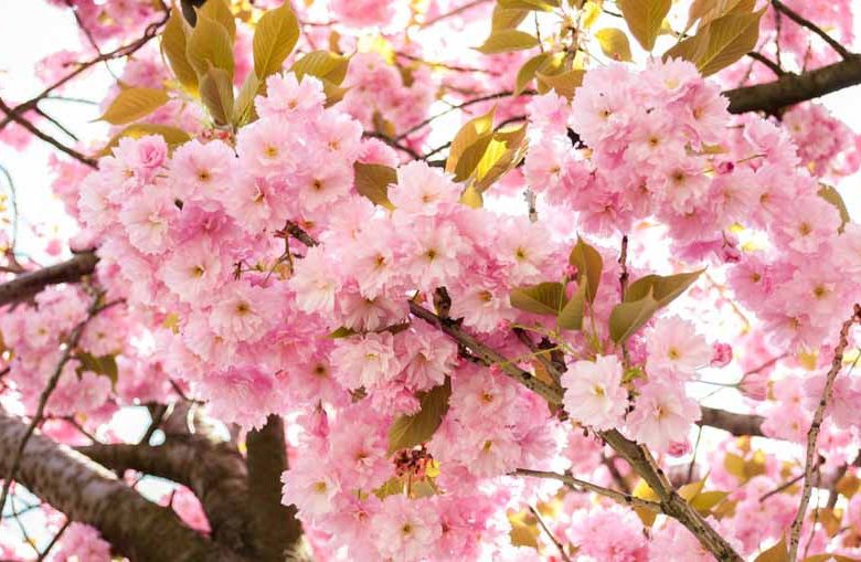 Prunus serrulata, Japaense flowering cherry, Cherry blossom