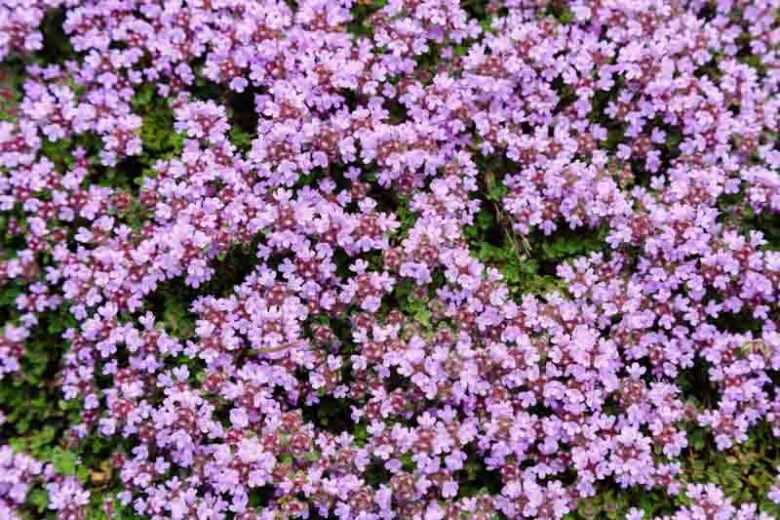 Creeping Thyme, Wild Thyme,  Breckland Thyme, Drought tolerant perennial, seaside plant, aromatic perennial, fragrant perennial