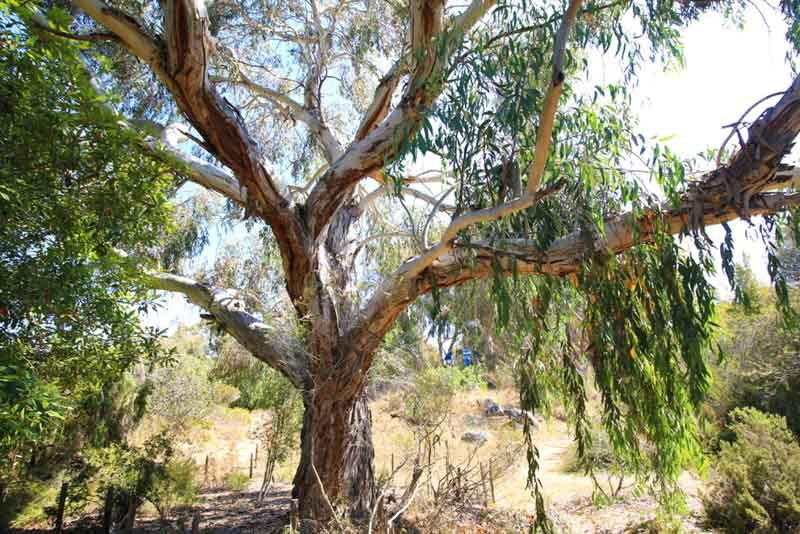 Eucalyptus, Snow Gum Tree, White Sallee, Cabbage Gum Tree, Weeping Gum Tree, Evergreen Tree, Silver Dollar, Cider Gum, Omeo Gum, Narrow-leaved Peppermint, Small-leaved Gum, Silver Mountain Gu