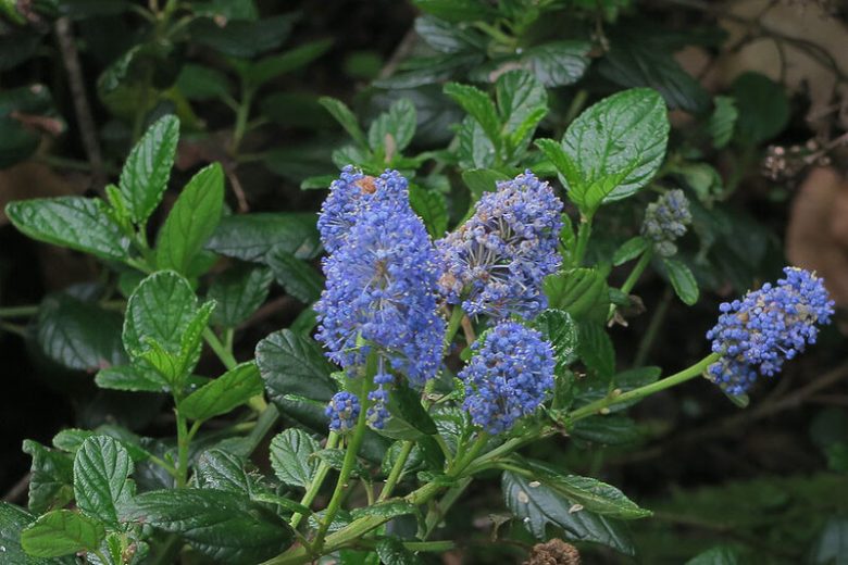 Ceanothus thyrsiflorus var. griseus, Carmel Ceanothus, Ceanothus griseus, Ceanothus griseus var. horizontalis, Californian Lilac, Blue Flowers, Fragrant Shrubs, Evergreen Shrubs
