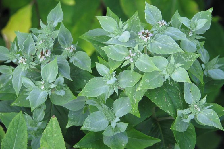 Pycnanthemum incanum, Mountain Mint, Hoary Mountain Mint, Silverleaf Mountain Mint