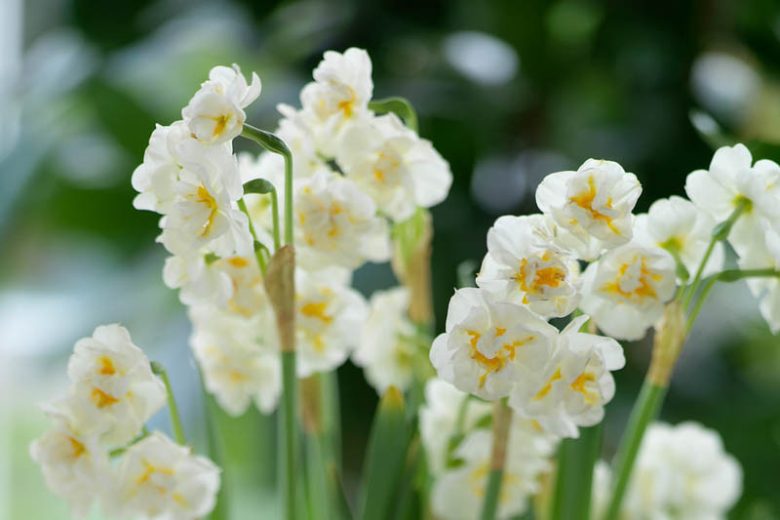 Narcissus Bridal Crown, Daffodil 'Bridal Crown', Double Daffodil 'Bridal Crown', Double Narcissus 'Bridal Crown', Spring Bulbs, Spring Flowers,  double narcissus, double daffodil, fragrant daffodil, spring flowering bulbs