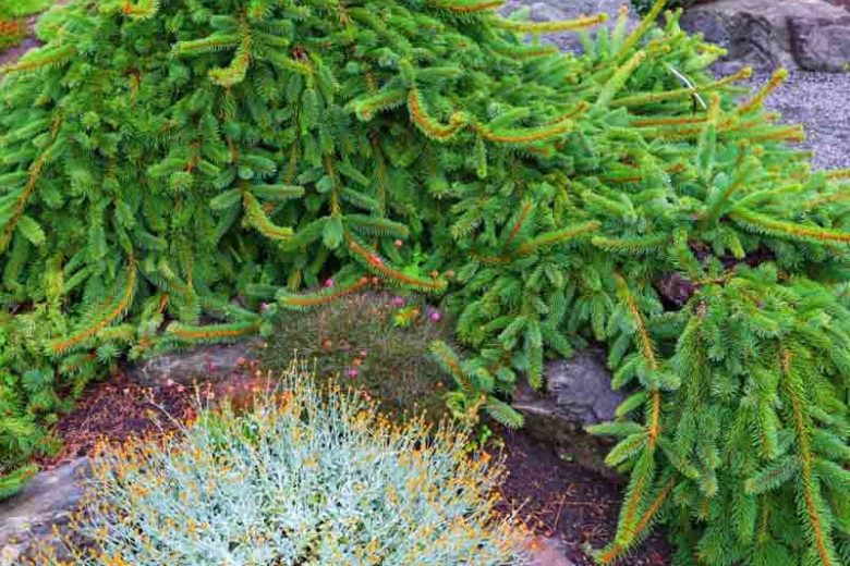 Picea abies 'Inversa', Norway Spruce 'Inversa', Inversa Norway Spruce, Norway Spruce 'Pendula', Picea abies 'Inversa Pendula', Weeping Norway Spruce , Evergreen Conifer, Evergreen Shrub, Evergreen Tree