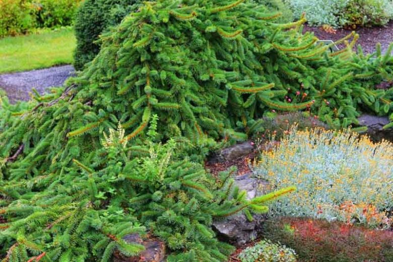 Picea abies 'Inversa', Norway Spruce 'Inversa', Inversa Norway Spruce, Norway Spruce 'Pendula', Picea abies 'Inversa Pendula', Weeping Norway Spruce , Evergreen Conifer, Evergreen Shrub, Evergreen Tree