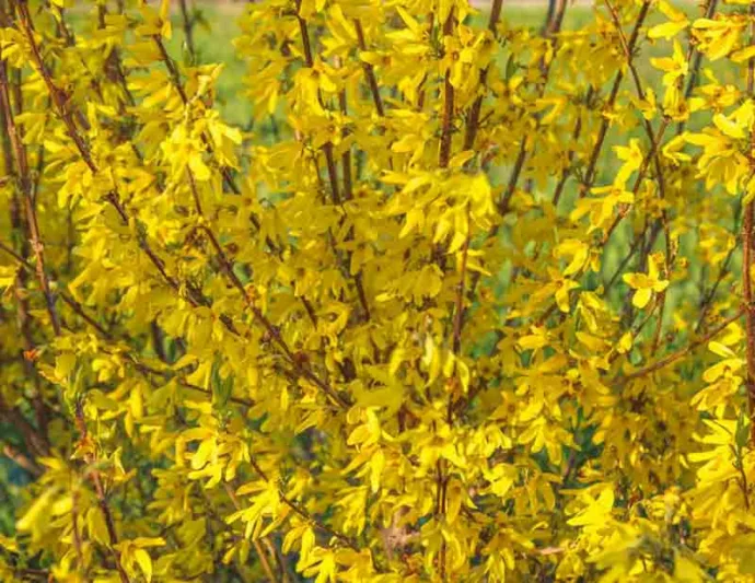 Forsythia ovata, Korean Forsythia, Early Forsythia, Yellow Flowers,  Winter Flowers, Early spring flowers, flowering shrubs, hardy shrubs