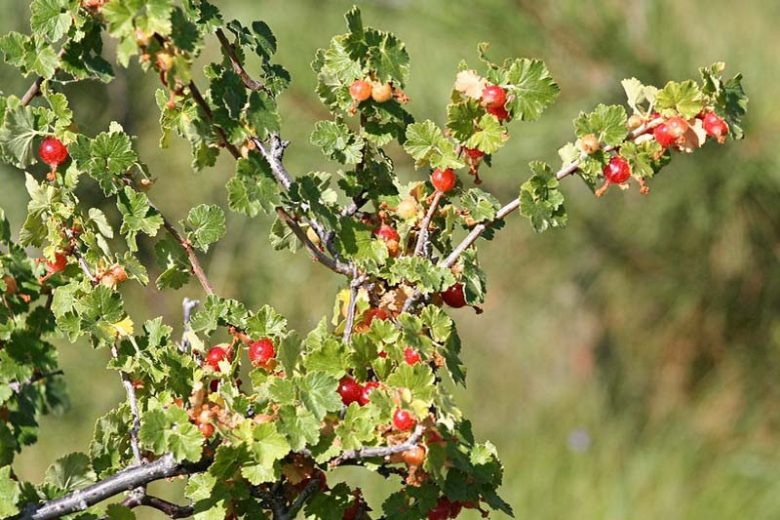 Ribes cereum, Wax Currant, White Squaw Currant, Western Red Currant, Shrub with fall color, fall color, shrub with berries