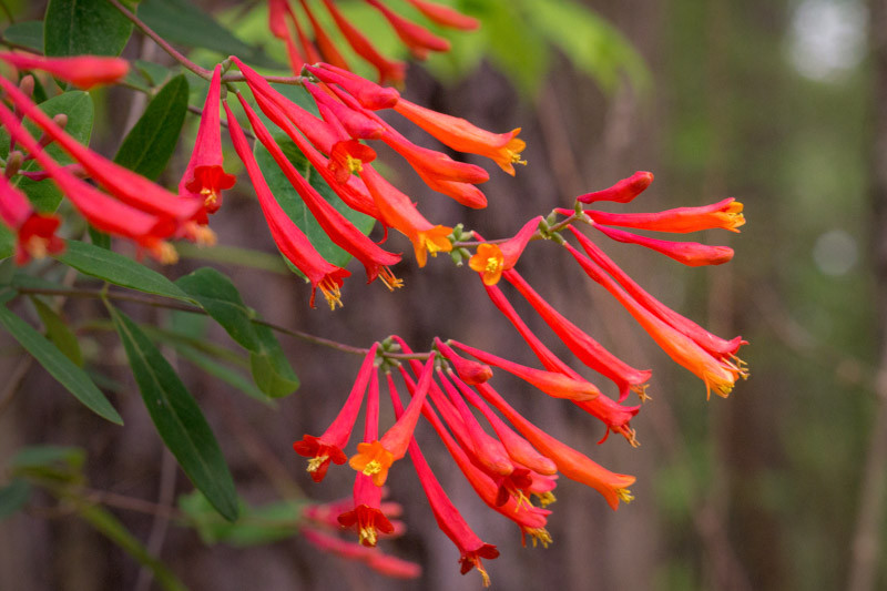 Lonicera sempervirens, Coral Honeysuckle, Trumpet Honeysuckle, Woodbine, Red flowers, Orange flowers