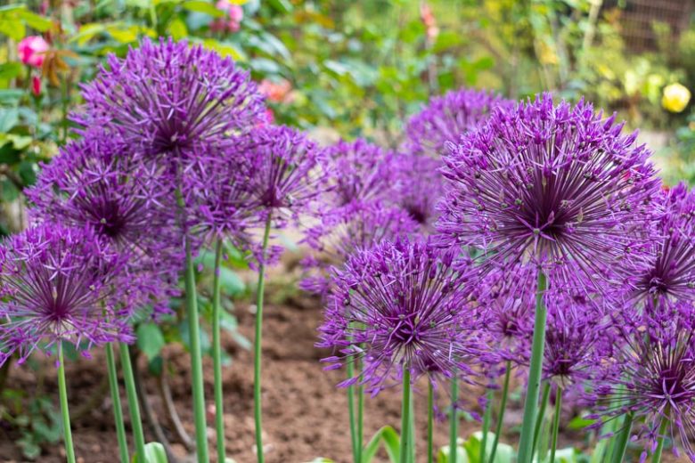 Allium Purple Rain, Ornamental Onion 'Purple Rain', Tall Allium, Jiant Allium, Ornamental Garlic 'Purple Rain', Spring Bulbs, Spring Flowers, Purple flowers, Late Spring flowers